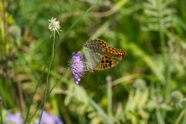 İsviçre 'nin Zürih şehrinde gümüş yıkanmış Fritiller Kelebeği (Argynnis paphia) küçük bir kabuğun üzerinde oturmaktadır.