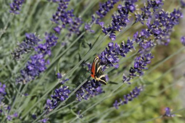 Jersey Tiger Moth (Euplagia quadripunctaria) İsviçre 'nin Zürih şehrinde lavantanın üzerinde oturmaktadır.