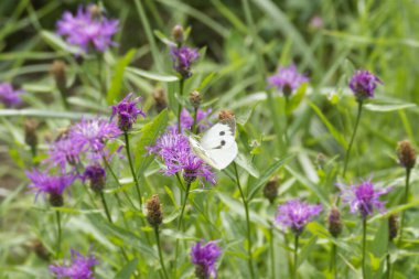 Large white butterfly (Pieris brassicae) perched on pink flower in Zurich, Switzerland