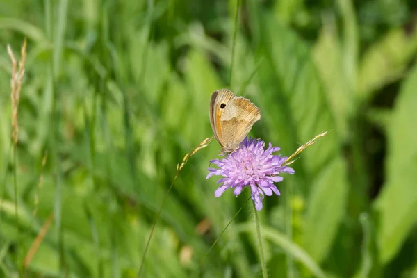 İsviçre 'nin Zürih şehrinde küçük bir kırışıklığın üzerinde oturan (manola jurtina) kelebek.
