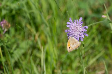 İsviçre 'nin Zürih şehrinde küçük bir kırışıklığın üzerinde oturan (manola jurtina) kelebek.