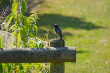 İsviçre 'nin Zürih kentindeki ahşap çitin üzerinde oturan Siyah Kırmızıparmak (Phoenicurus ochruros)