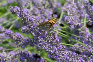 İsviçre 'nin Zürih kentindeki lavantanın üzerinde gümüş renginde yıkanmış Fritiller Kelebeği (Argynnis paphia) oturmaktadır.