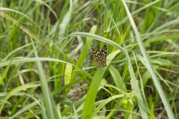 瑞士苏黎世 斑斑的木制蝴蝶 Pararge Radieria 坐在草叶上 — 图库照片