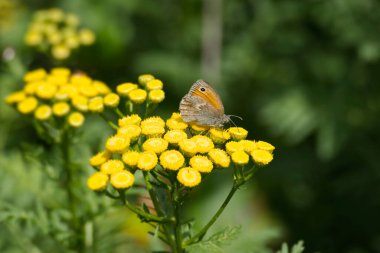 İsviçre, Zürih 'te sarı bir çiçek üzerinde oturan Küçük Heath Kelebeği (Coenonympha pamphilus)