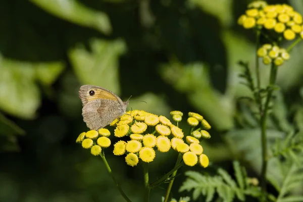 stock image Meadow Brown Butterfly (Maniola jurtina) sitting on a yellow flower in Zurich, Switzerland