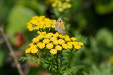 İsviçre, Zürih 'te sarı bir çiçek üzerinde oturan Küçük Heath Kelebeği (Coenonympha pamphilus)