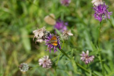 Küçük Skipper (Thymelicus sylvestris) İsviçre 'nin Zürih kentinde pembe bir scabiosa üzerine tünemiştir.