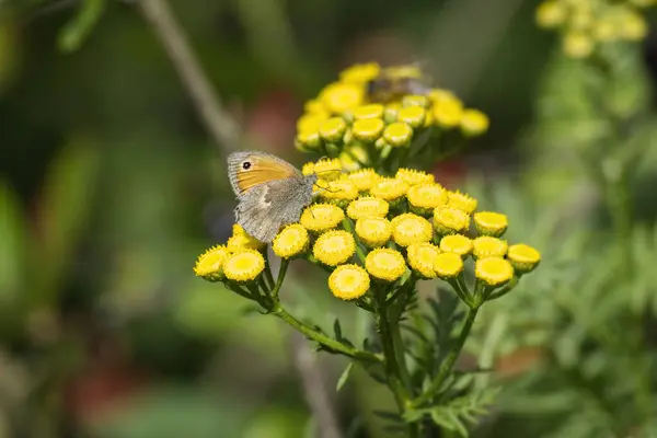 Kleiner Heideschmetterling Coenonympha Pamphilus Sitzt Auf Einer Gelben Blume Zürich — Stockfoto