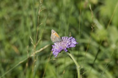Küçük Heath (Coenonympha pamphilus) İsviçre 'nin Zürih şehrinde küçük bir kırışıklığın üzerinde oturan kelebek
