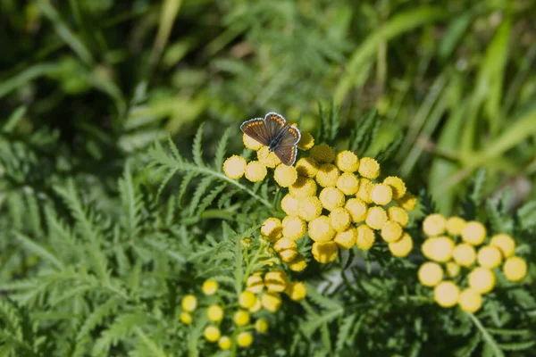 Brown Argus Aricia Agestis Метелик Сидить Жовтій Квітці Цюриху Швейцарія — стокове фото