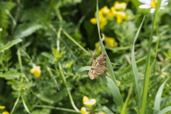 Burnet Companion (Euclidia glyphica) Moth sitting on a grass blade in Zurich, Switzerland