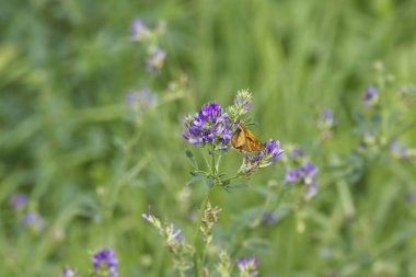 Büyük Skipper Kelebeği (Ochlodes sylvanus) İsviçre 'nin Zürih kentindeki menekşe çiçeğinin üzerine tünemiştir.