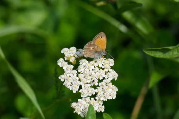 Small Heath Coenonympha Pamphilus Butterfly Sitting White Flower Zurich Switzerland — Stock Photo, Image