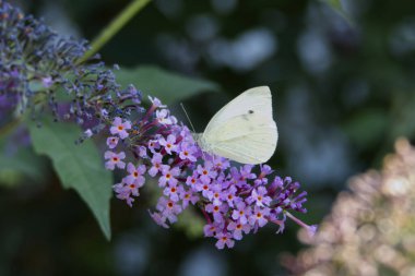 Küçük beyaz kelebek (Pieris rapae) İsviçre 'nin Zürih kentinde yaz leylağına tünemiştir.