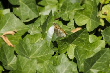 İsviçre 'nin Zürih kentinde yeşil bir yaprağın üzerinde oturan gümüş renkli Fritillary (Argynnis paphia) kelebeği