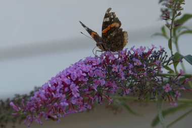 Kızıl Amiral Kelebeği (Vanessa Atalanta) İsviçre 'nin Zürih kentinde yaz leylağına tünemiştir.