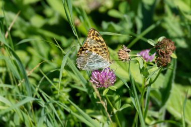 İsviçre, Zürih 'te pembe bir çiçeğin üzerinde oturan gümüş renginde Fritillary kelebeği (Argynnis paphia)