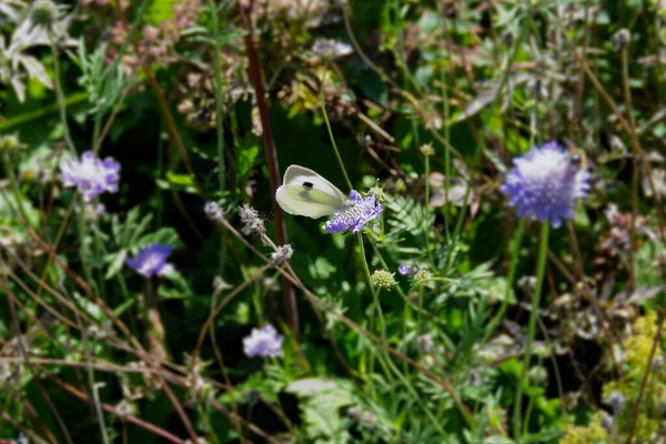 瑞士苏黎世 一只大白蝴蝶 Pieris Brassicae 坐在一只小小的疥疮上 — 图库照片