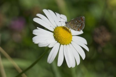 Brown Argus (Aricia agestis) butterfly sitting on a daisy in Zurich, Switzerland