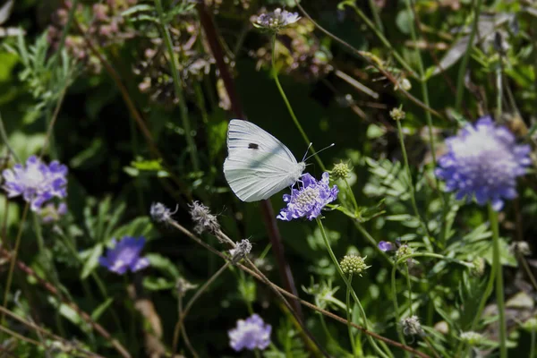 瑞士苏黎世 一只大白蝴蝶 Pieris Brassicae 坐在一只小小的疥疮上 — 图库照片