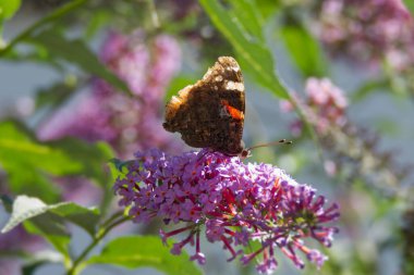 Kızıl Amiral Kelebeği (Vanessa Atalanta) İsviçre 'nin Zürih kentinde yaz leylağına tünemiştir.