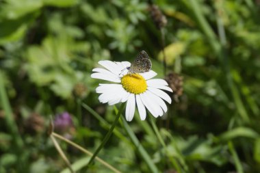 Brown Argus (Aricia agestis) butterfly sitting on a daisy in Zurich, Switzerland