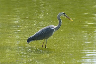 Gri Heron (Ardea cinerea) İsviçre 'nin Zürih kentinde bir gölde duruyor.