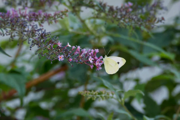 Pequeña Mariposa Blanca Pieris Rapae Encaramada Lila Verano Zurich Suiza —  Fotos de Stock