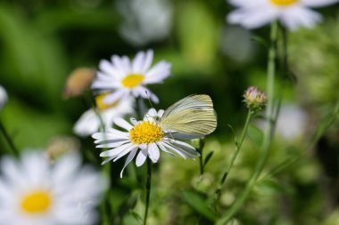 Küçük beyaz kelebek (Pieris rapae) İsviçre 'nin Zürih kentinde beyaz bir papatyaya tünemiştir.