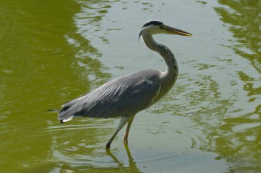 Gri Heron (Ardea cinerea) İsviçre 'nin Zürih kentinde bir gölde duruyor.