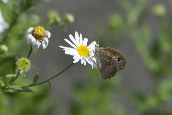 Meadow Brown Maniola Jurtina Butterfly Sitting Daisy Zurich Switzerland — Stock Photo, Image
