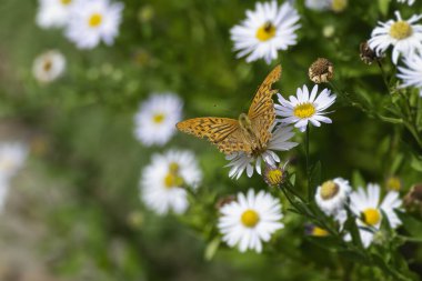 İsviçre 'nin Zürih kentindeki bir papatyada oturan gümüş yıkanmış Fritillary kelebeği (Argynnis paphia)