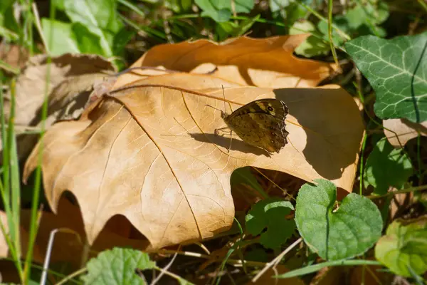 Papillon Bois Moucheté Pararge Aegeria Assis Sur Une Feuille Brune — Photo