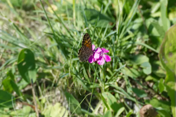 Wall Brown Butterfly Lasiommata Megera Κάθεται Ένα Ροζ Λουλούδι Στη — Φωτογραφία Αρχείου