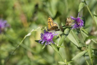 İsviçre, Zürih 'te pembe bir çiçeğin üzerinde oturan Duvar Kahverengi Kelebeği (Lasiommata megera)