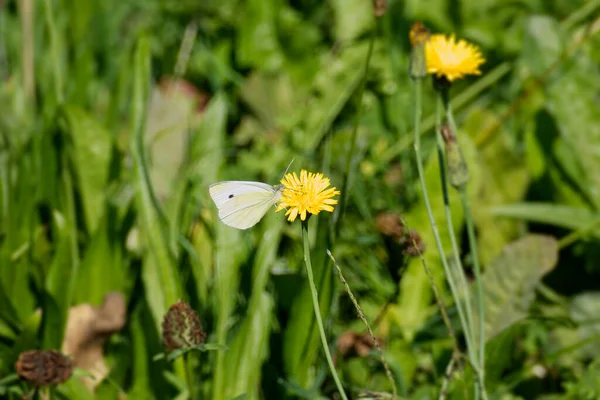 スイスのチューリッヒの黄色い花に覆われた小さな白い蝶 ピエリスラペ — ストック写真