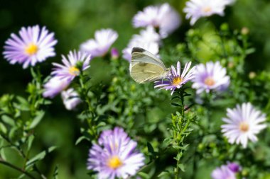 Küçük beyaz kelebek (Pieris rapae) İsviçre 'nin Zürih kentinde pembe bir papatyaya tünemiştir.