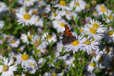 Virgül Kelebeği (Polygonia c-albüm) İsviçre 'nin Zürih kentinde bir papatyaya tünemiştir.