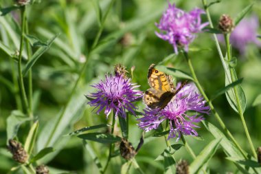 İsviçre, Zürih 'te pembe bir çiçeğin üzerinde oturan Duvar Kahverengi Kelebeği (Lasiommata megera)
