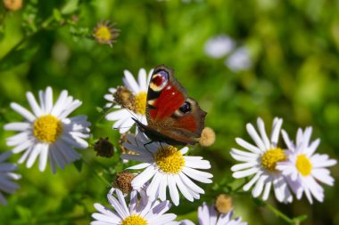 Avrupa tavus kuşu kelebeği (Aglais io) İsviçre, Zürih 'te bir papatyanın üzerinde oturuyor