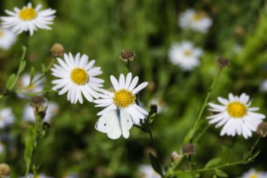 Küçük beyaz kelebek (Pieris rapae) İsviçre 'nin Zürih kentinde beyaz bir papatyaya tünemiştir.