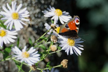 Avrupa tavus kuşu kelebeği (Aglais io) İsviçre, Zürih 'te bir papatyanın üzerinde oturuyor