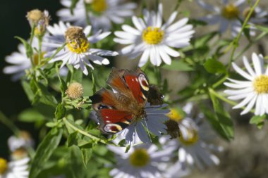 Avrupa tavus kuşu kelebeği (Aglais io) İsviçre, Zürih 'te bir papatyanın üzerinde oturuyor