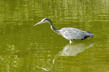 Gri Heron (Ardea cinerea) İsviçre 'nin Zürih kentinde bir gölde duruyor.