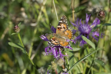 Boyalı Kadın (Vanessa cardui) İsviçre 'nin Zürih şehrinde pembe bir çiçeğin üzerine tünemiş kelebek.