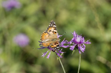 Boyalı Kadın (Vanessa cardui) İsviçre 'nin Zürih şehrinde pembe bir çiçeğin üzerine tünemiş kelebek.