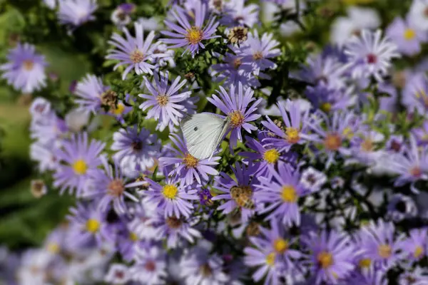 Piccola Farfalla Bianca Pieris Rapae Appollaiata Una Margherita Rosa Zurigo — Foto Stock