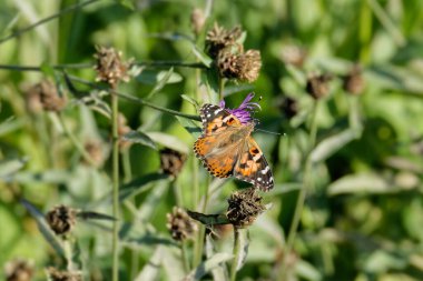 Boyalı Kadın (Vanessa cardui) İsviçre 'nin Zürih şehrinde pembe bir çiçeğin üzerine tünemiş kelebek.