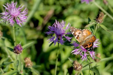 Boyalı Kadın (Vanessa cardui) İsviçre 'nin Zürih şehrinde pembe bir çiçeğin üzerine tünemiş kelebek.